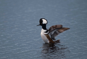 Hooded Merganser 