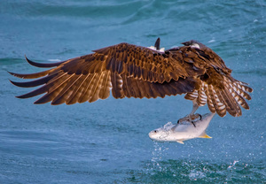 OSPREY AND POMPANO