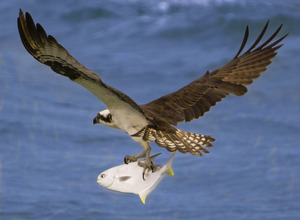 Osprey & Pompano