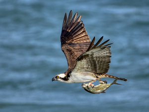 Osprey & Pompano