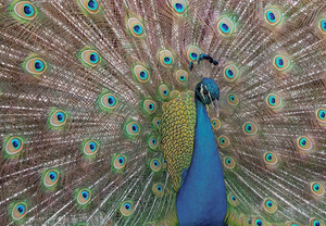 PEACOCK 
