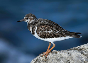 Sanderling Resting 