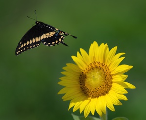 Sunflower & Butterfly