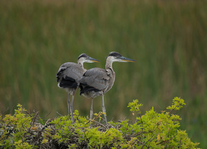 BABY  BLUE HERON VIERA