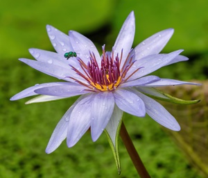    Water Lilies