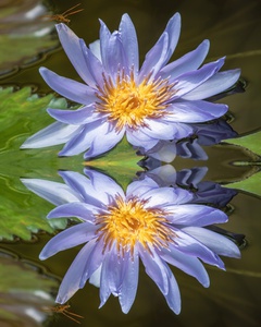 Water Lilies