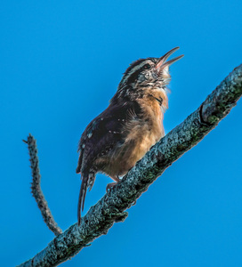  Caroline Wren Singing 
