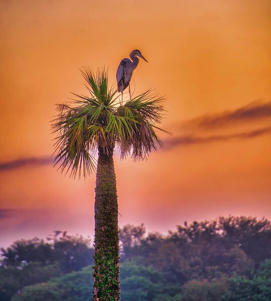 Sunset at Viera Wetlands Print
