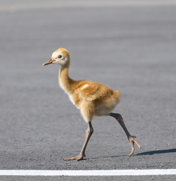 Baby Sandhill Crane Colts Print