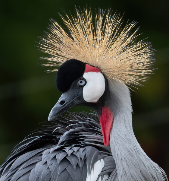  AFRICAN  CROWNED CRANE Print