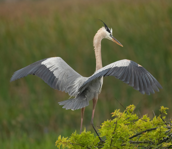 BLUE HERON VIERA  Print