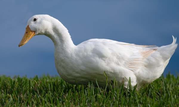 American Pekin Duck Print