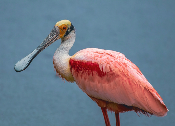 Roseate Spoonbill Print
