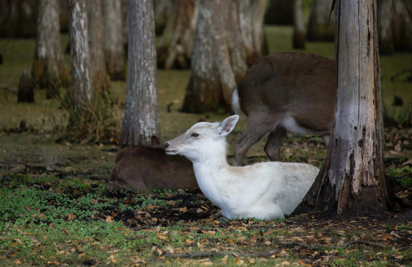 Cypress Forest Florida  Print