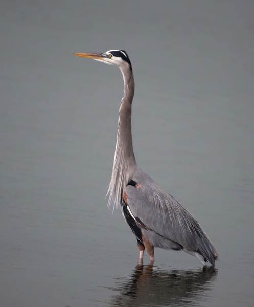 Great Blue Heron Print