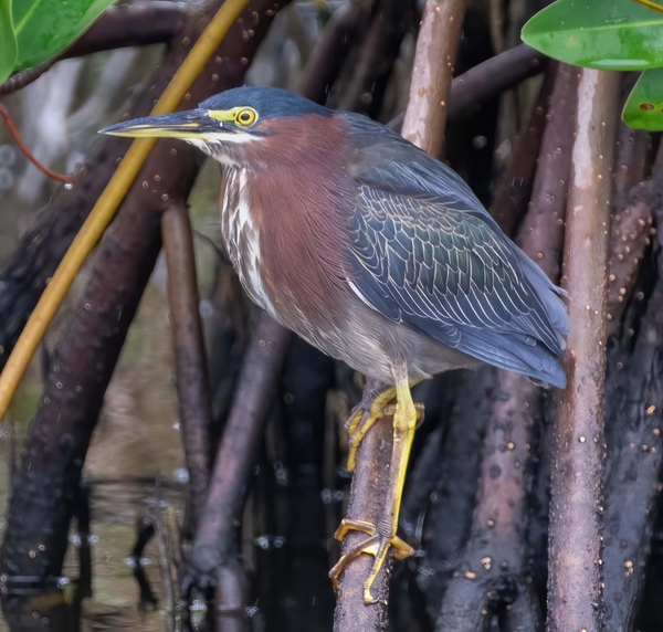 Green Heron  Print