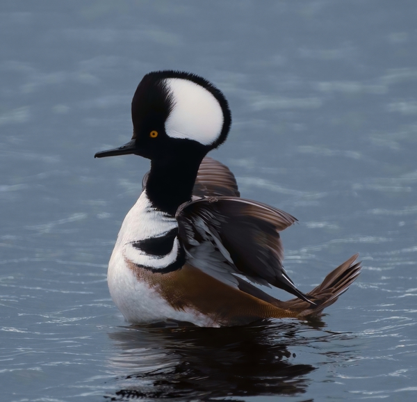 Hooded Merganser  Print