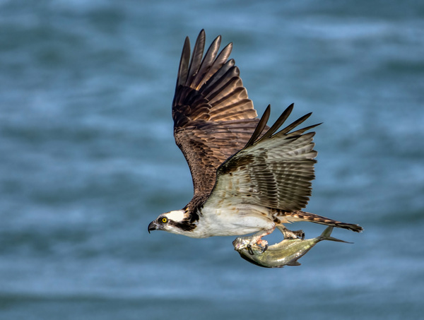 Osprey & Pompano Print