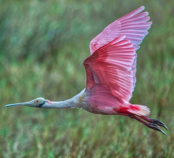 Roseate Spoonbill  Print