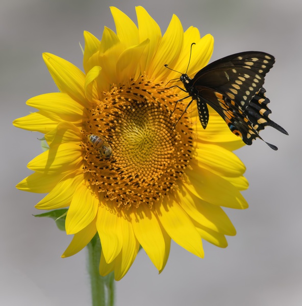Sunflower & Butterfly Print