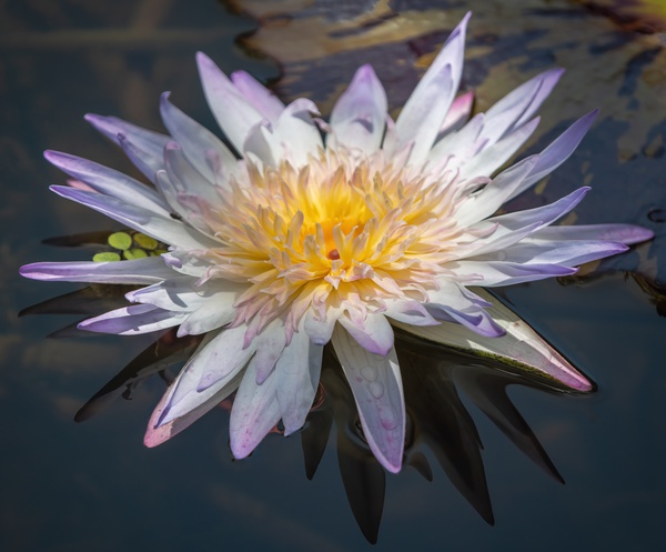   Water Lilies Print