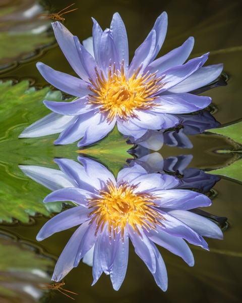 Water Lilies Print