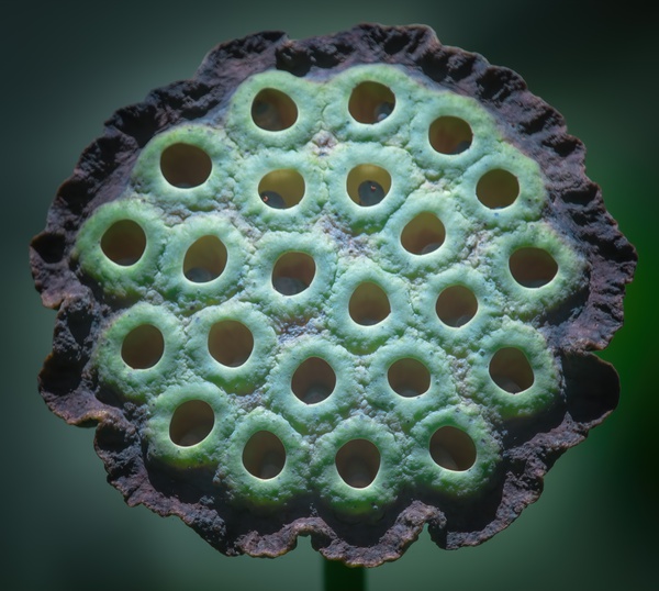 Fabulous Seed Pod of the Lotus Flower Print