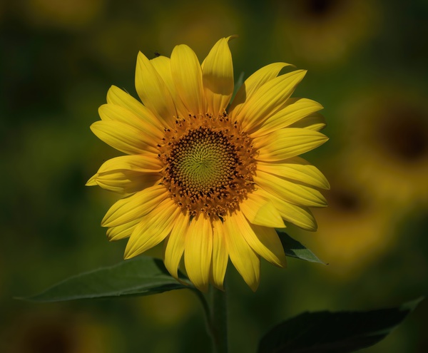  Sunflowers   MORNING SUNSHINE Print