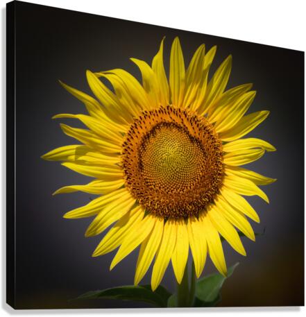  SUNFLOWER  Canvas Print