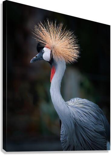 AfricanCrowned  Crane Canvas Print