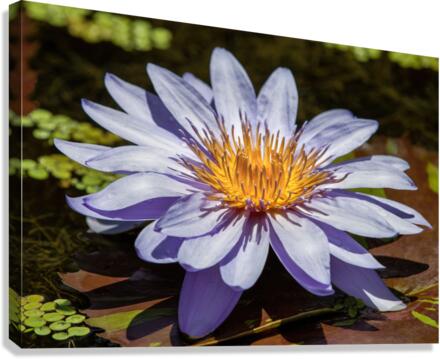 Water Lilies Canvas Print