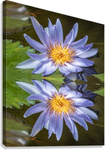 Water Lilies Canvas Print