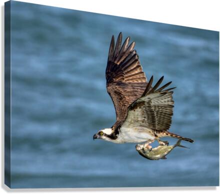 Osprey & Pompano Canvas Print
