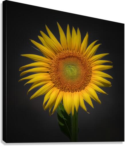   Sunflower  Canvas Print
