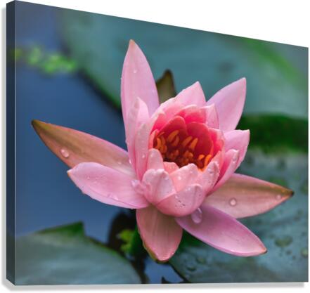   Water Lilies Canvas Print