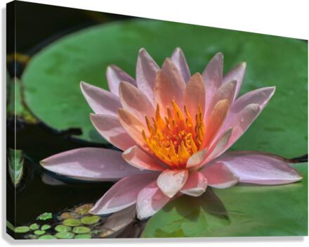   Water Lilies Canvas Print