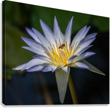 Water Lilies Canvas Print