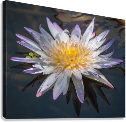   Water Lilies Canvas Print