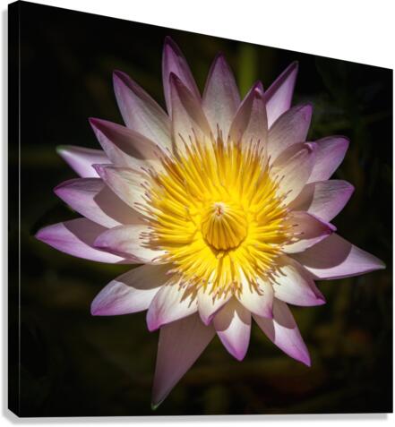    Water Lilies  Canvas Print