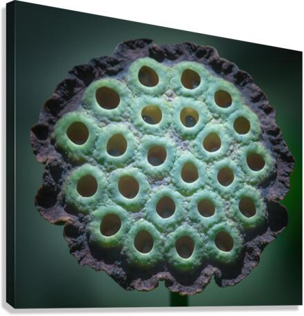 Fabulous Seed Pod of the Lotus Flower Canvas Print