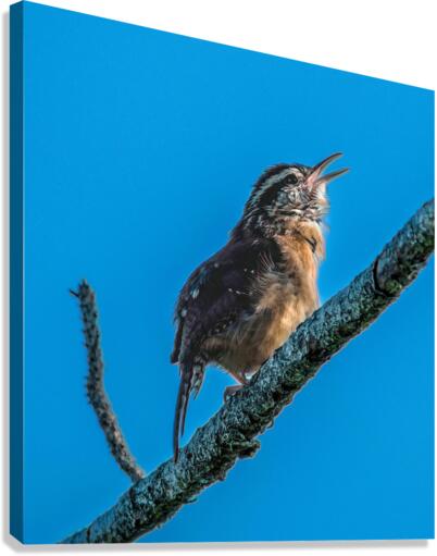  Caroline Wren Singing  Canvas Print