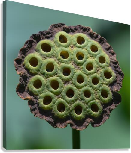 Fabulous Seed Pod of the Lotus Flower Canvas Print