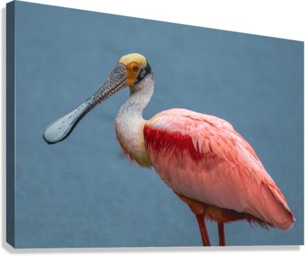 Roseate Spoonbill Canvas Print
