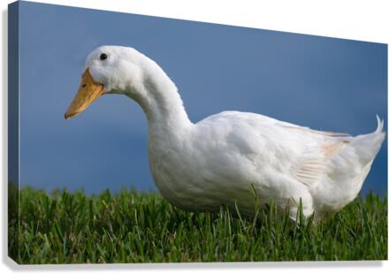 American Pekin Duck Canvas Print