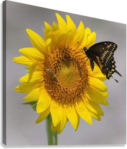 Sunflower & Butterfly Canvas Print
