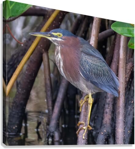 Green Heron  Canvas Print