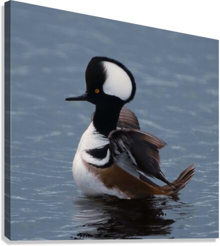 Hooded Merganser  Canvas Print