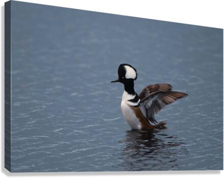 Hooded Merganser  Canvas Print