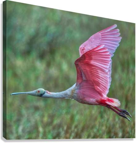 Roseate Spoonbill  Canvas Print