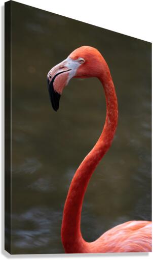 Pink Flamingo Canvas Print